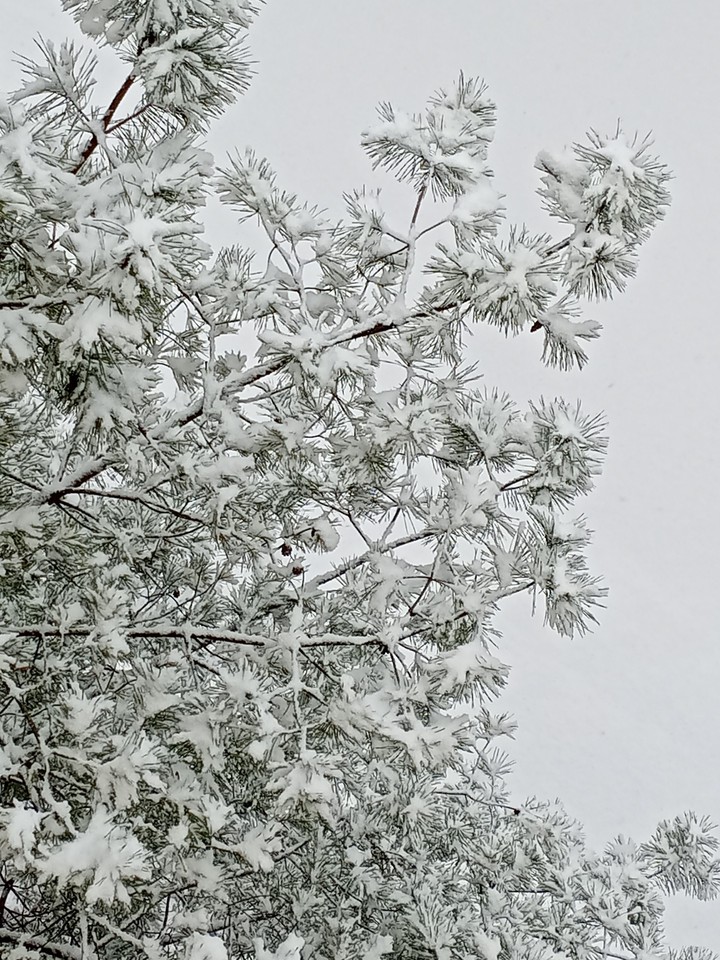 snow