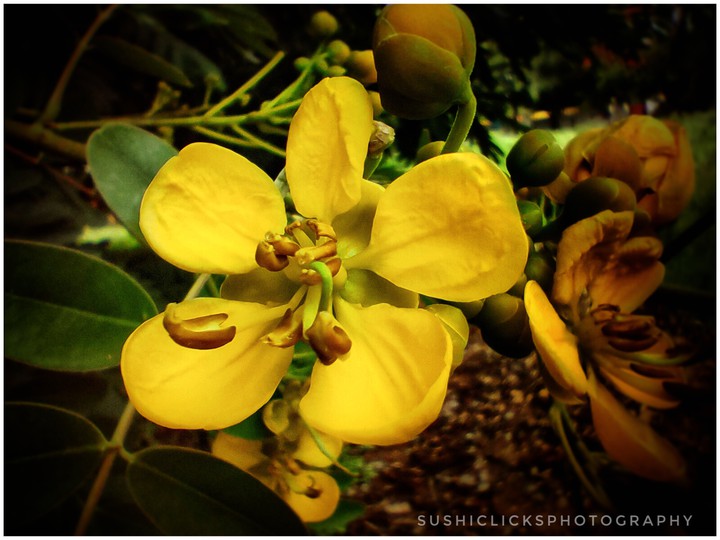 flower