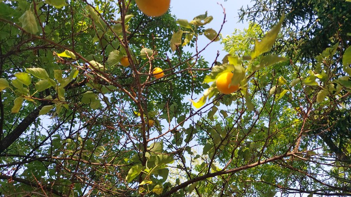 황매실