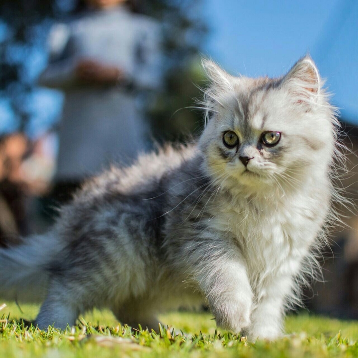 persian cat