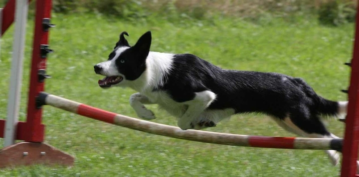 The Border Collie Because There Is No Better Dog