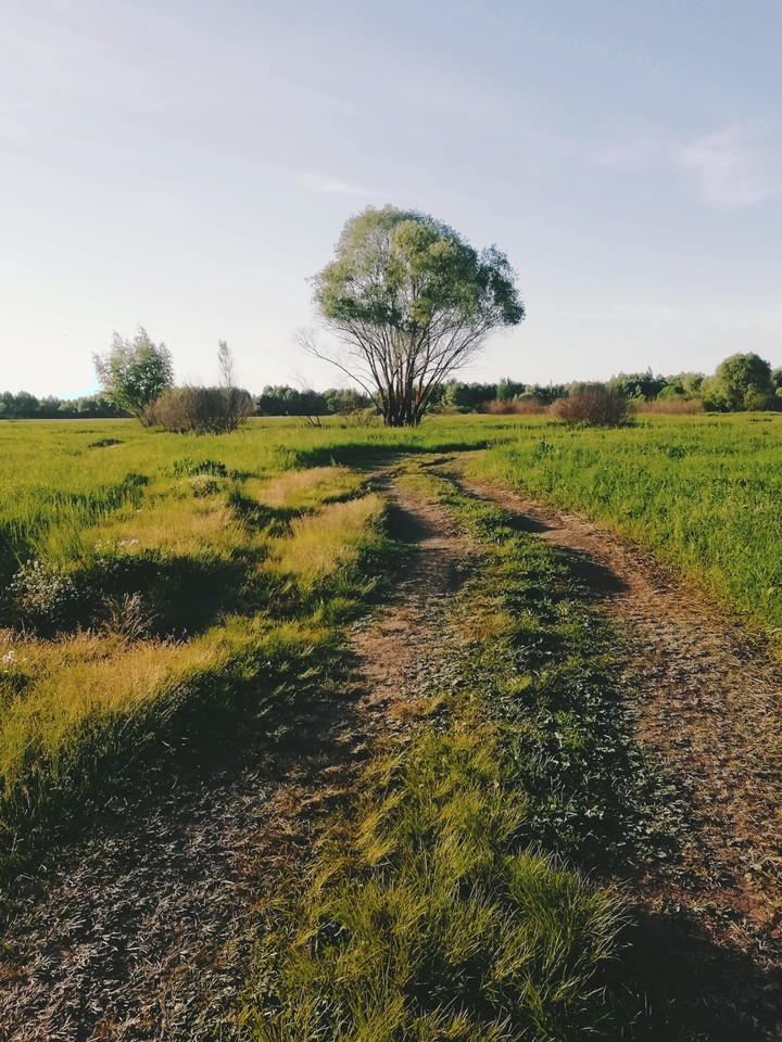 tree