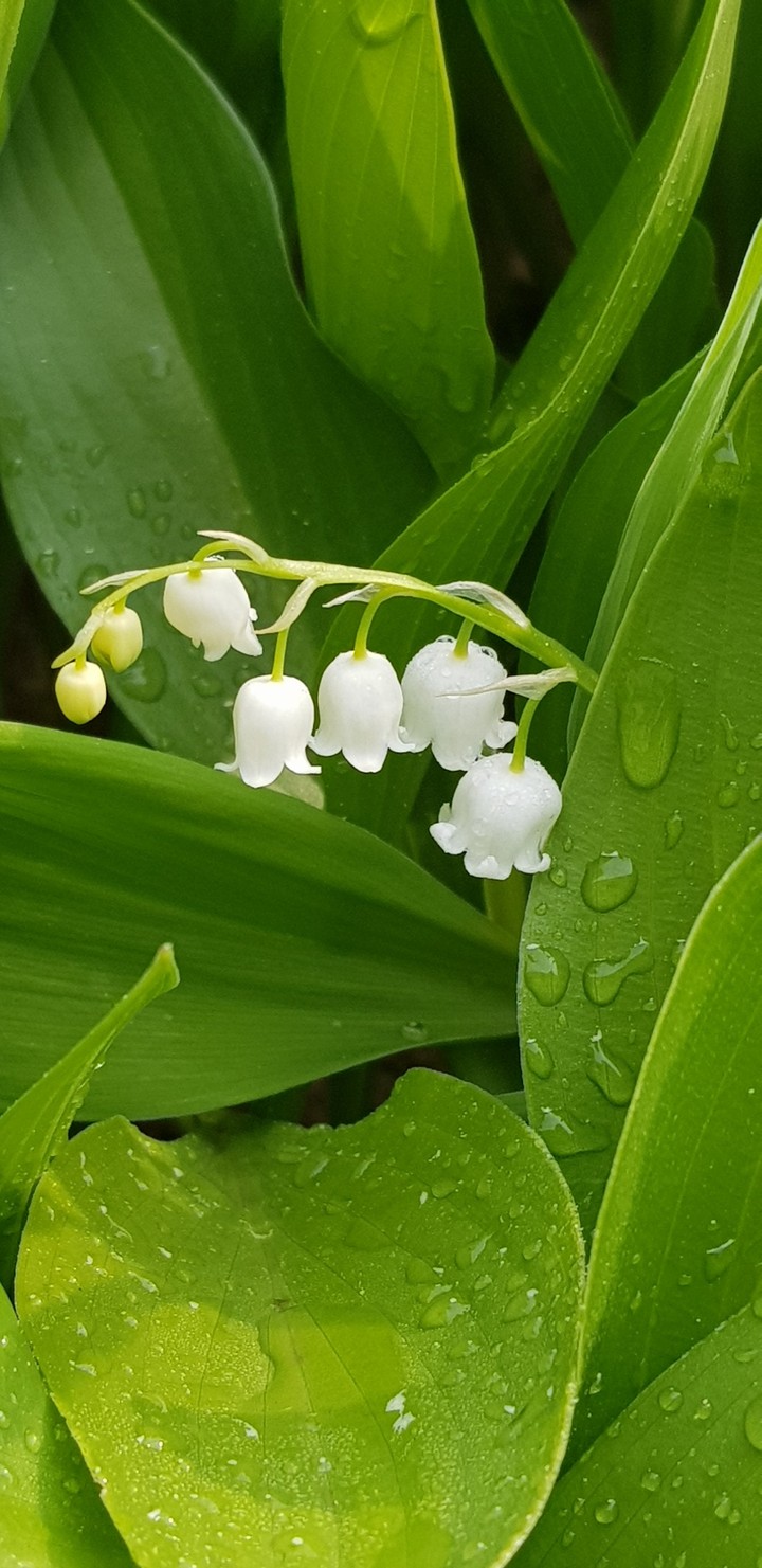 spring & happy