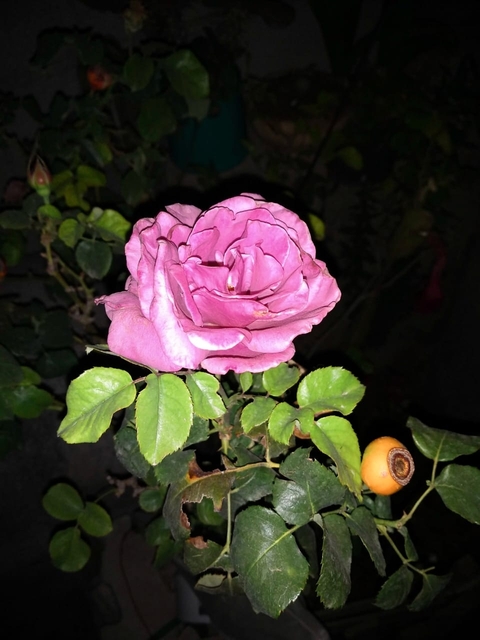 Rosa