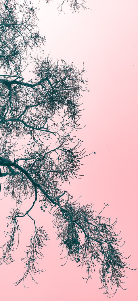 The Pink Sky
