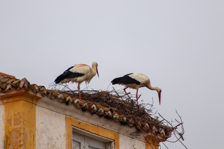 cegonha