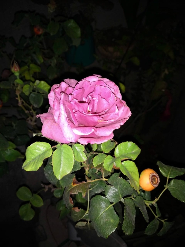 Rosa