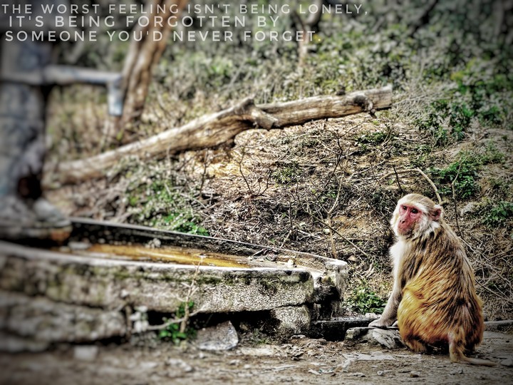 monkey