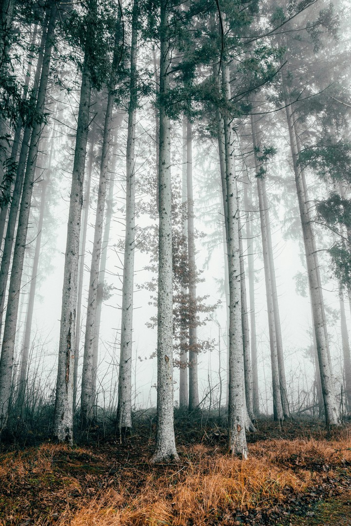 forest