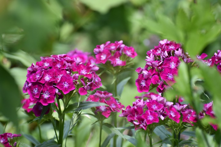 Blossom # Flowers