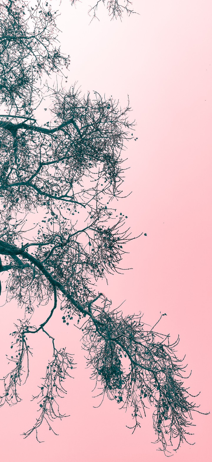 The Pink Sky