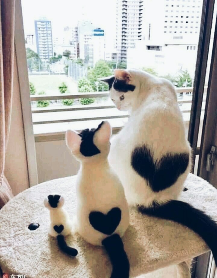 amor