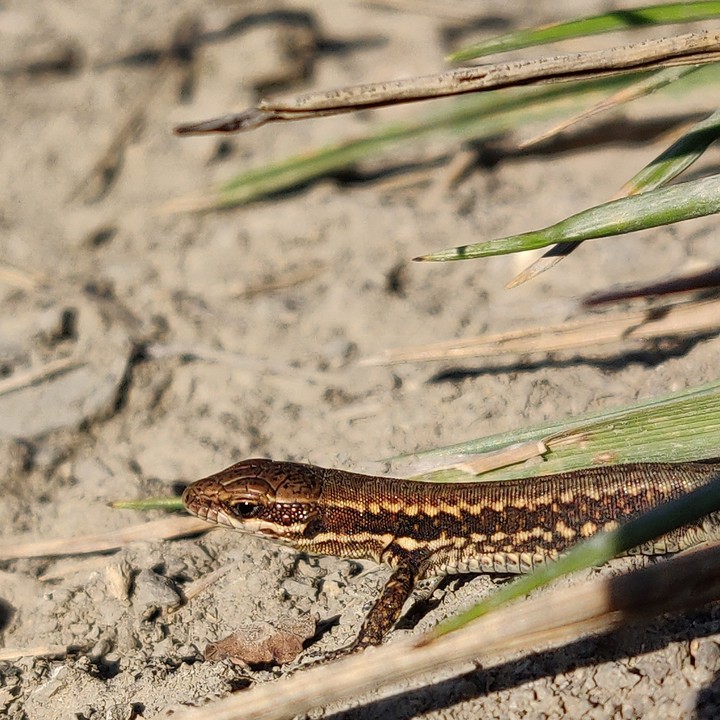 lizard