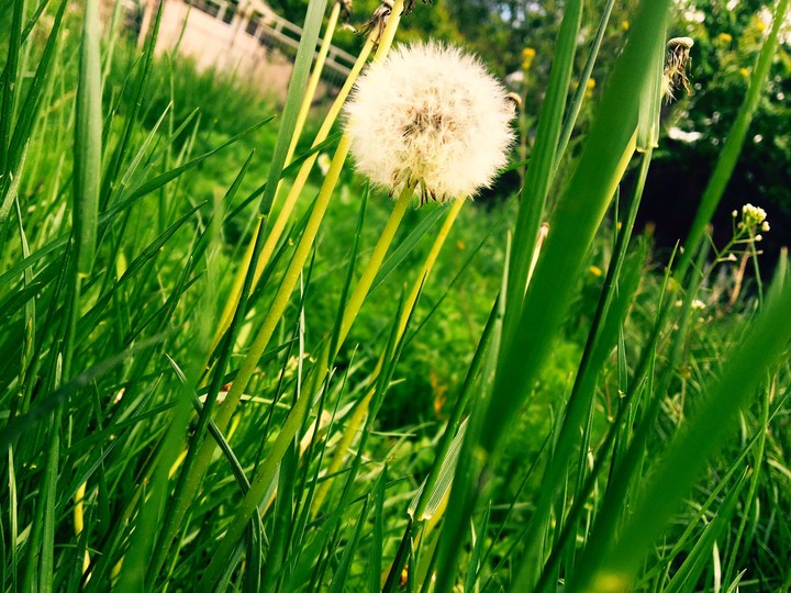 grasses