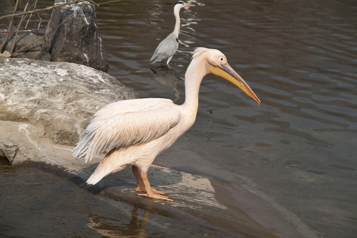 Animal