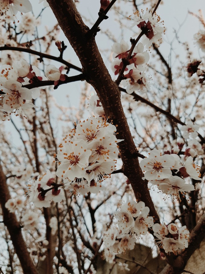 hello spring
