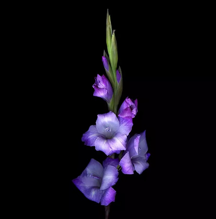 gladiola