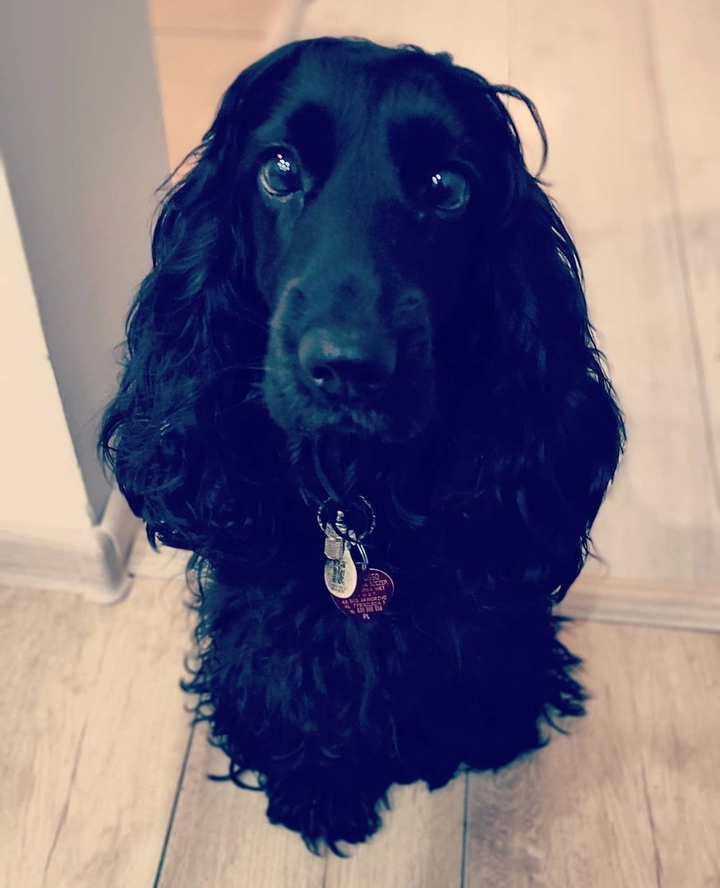 dog