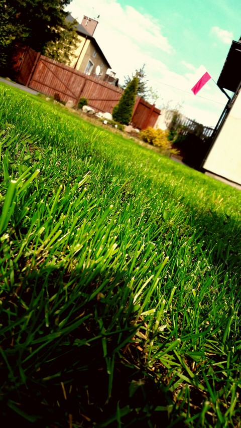 lawn, shrub duvar kağıtları