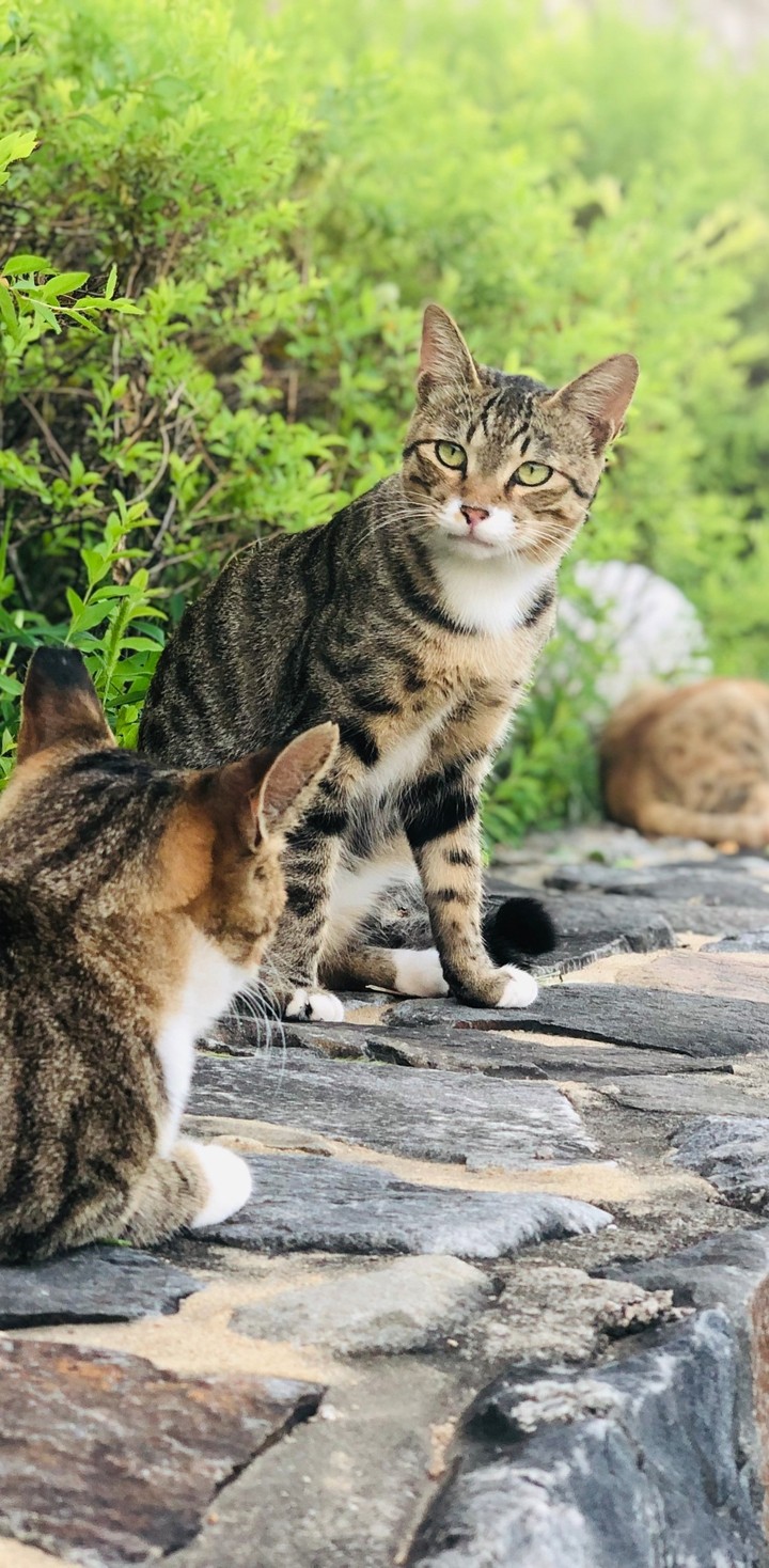 cat