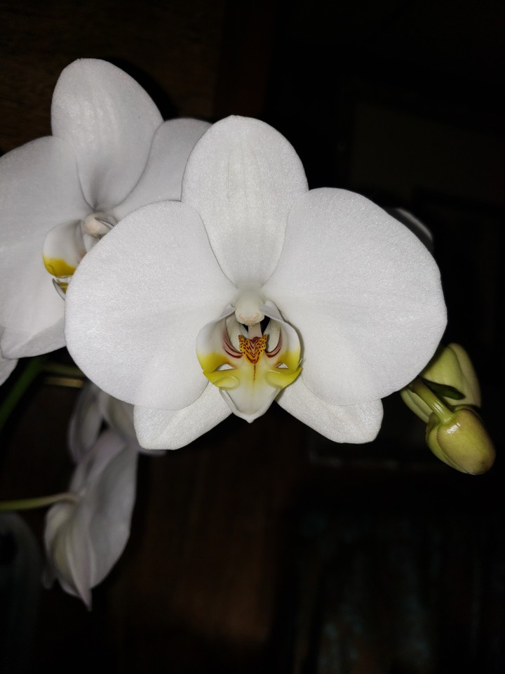 pure white