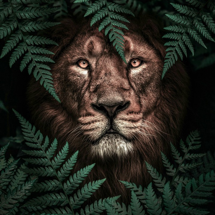 The Lion King
