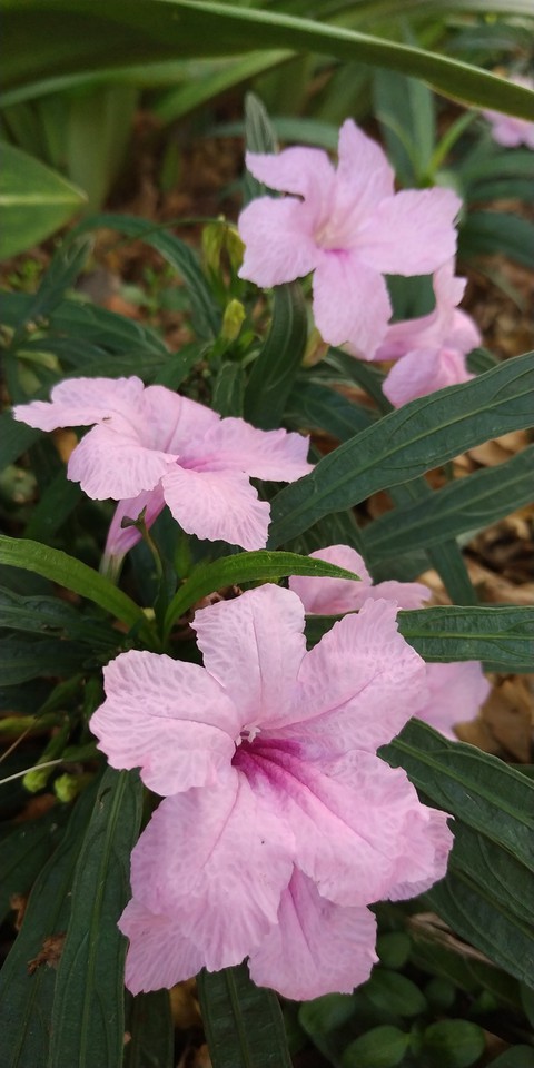 Wild Flower #7