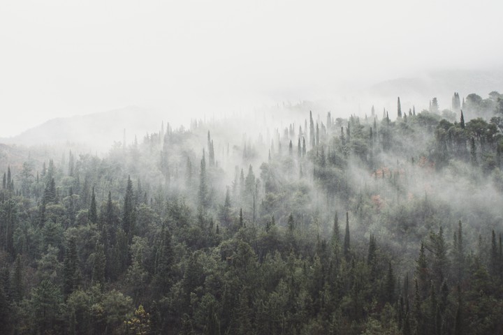 Breathable forest