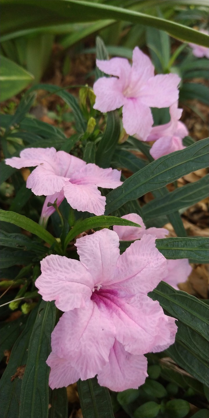 Wild Flower #7