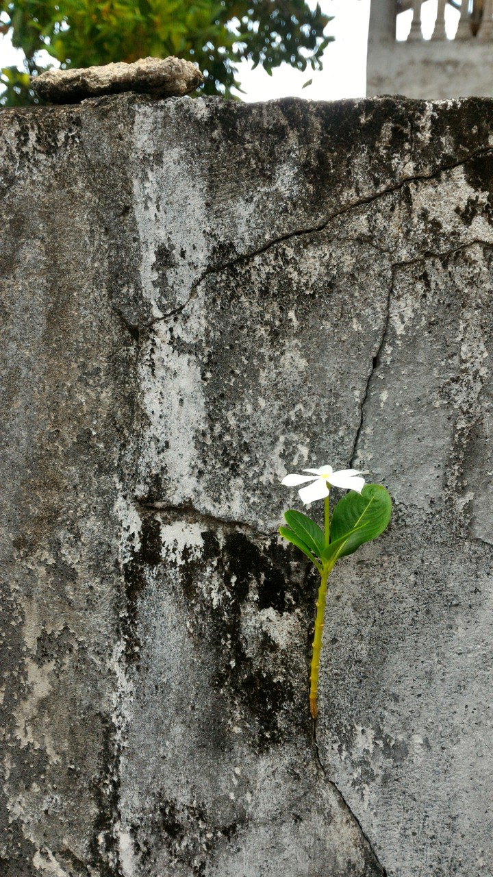 Flower on the Wall
