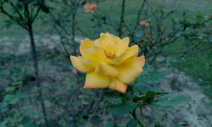 rose love