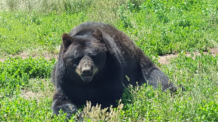 Bear