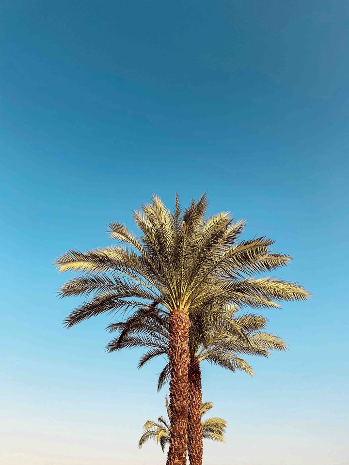 palms