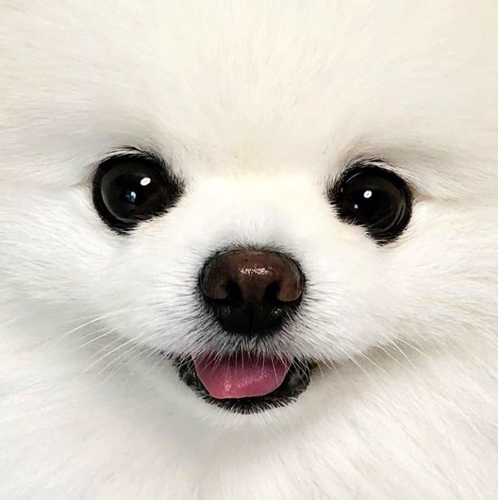Pomeranian