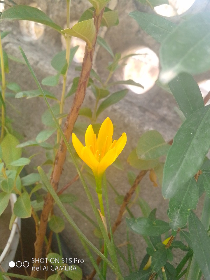 flower