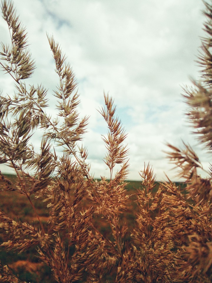 Natur