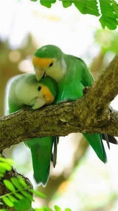 parrot
