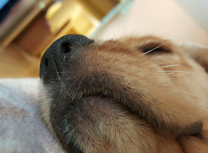 Americankocker spaniel