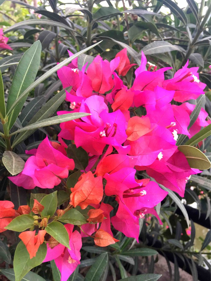 pink flower