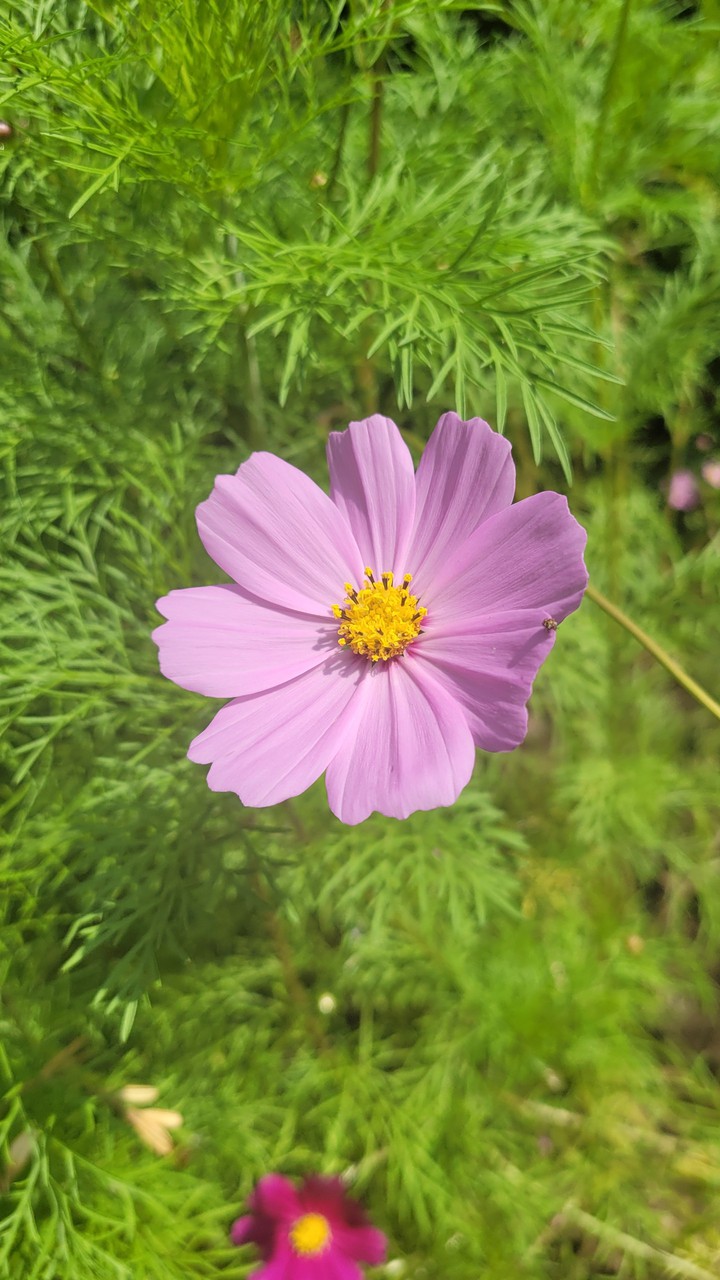 Pink flower