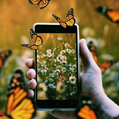 insect, pollinator wallpapers