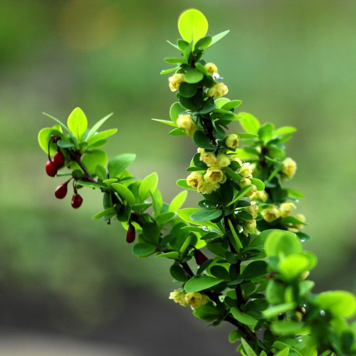 Blooming barberry branch
