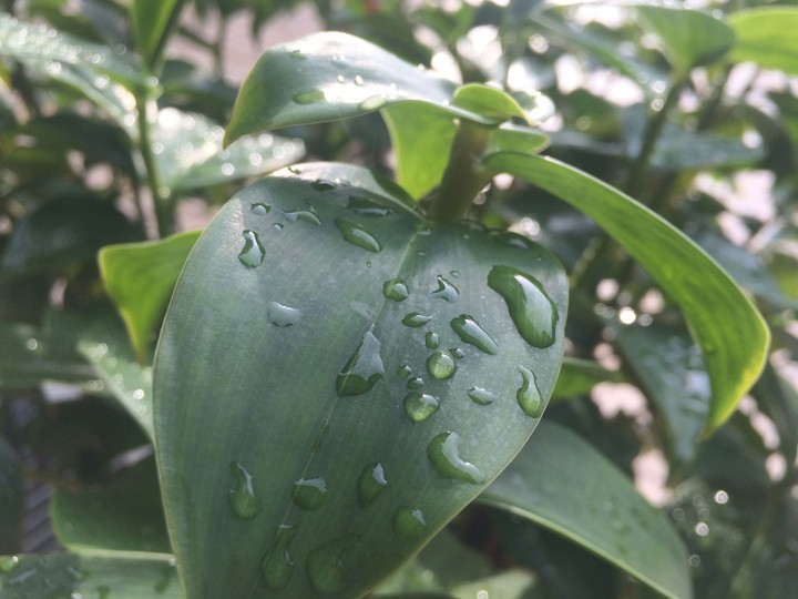 Dew on leaf 4