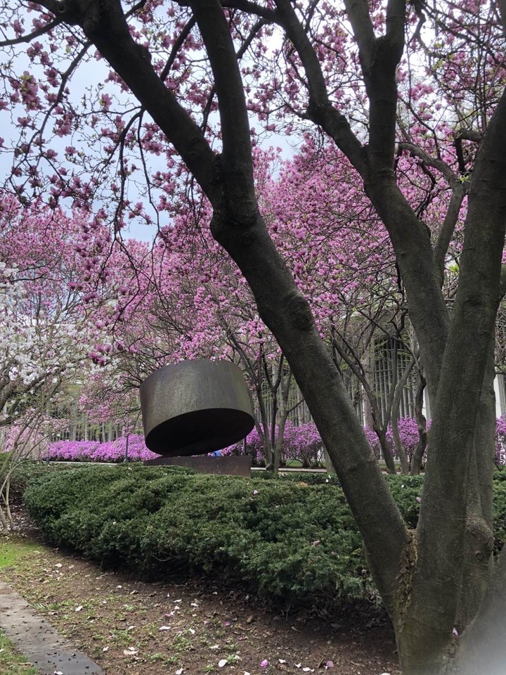 Spring in Albany