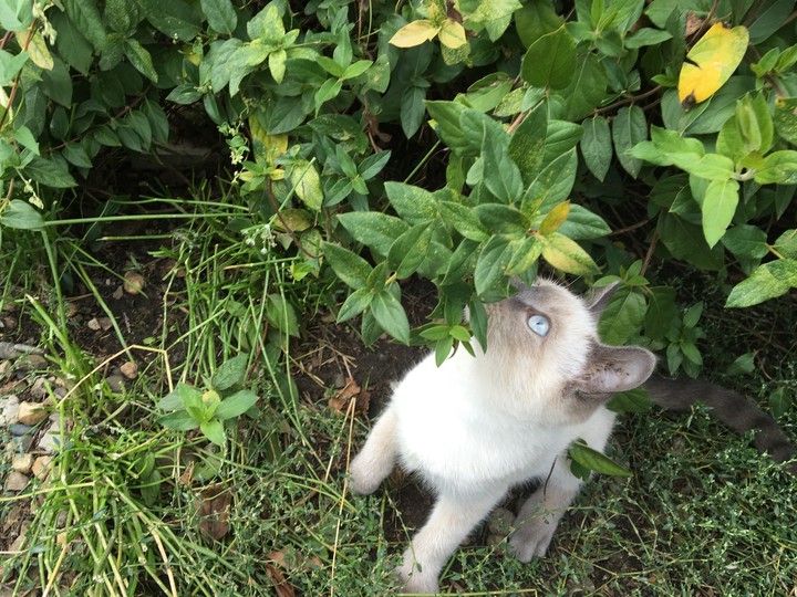 Cat
