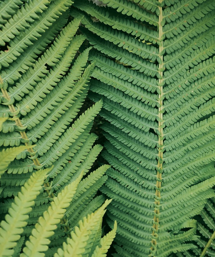 tree fern