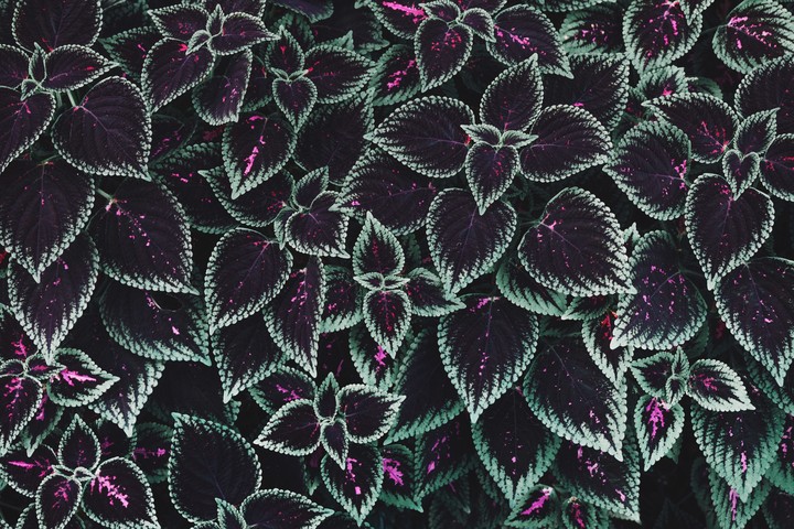 Flower Artwork