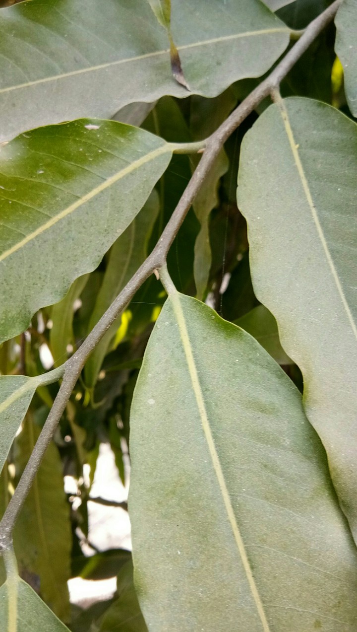 natuer