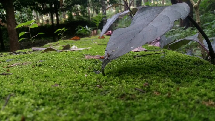 NATURE??