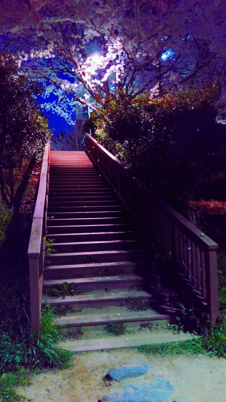 #cherryblossom #stairs #nightview